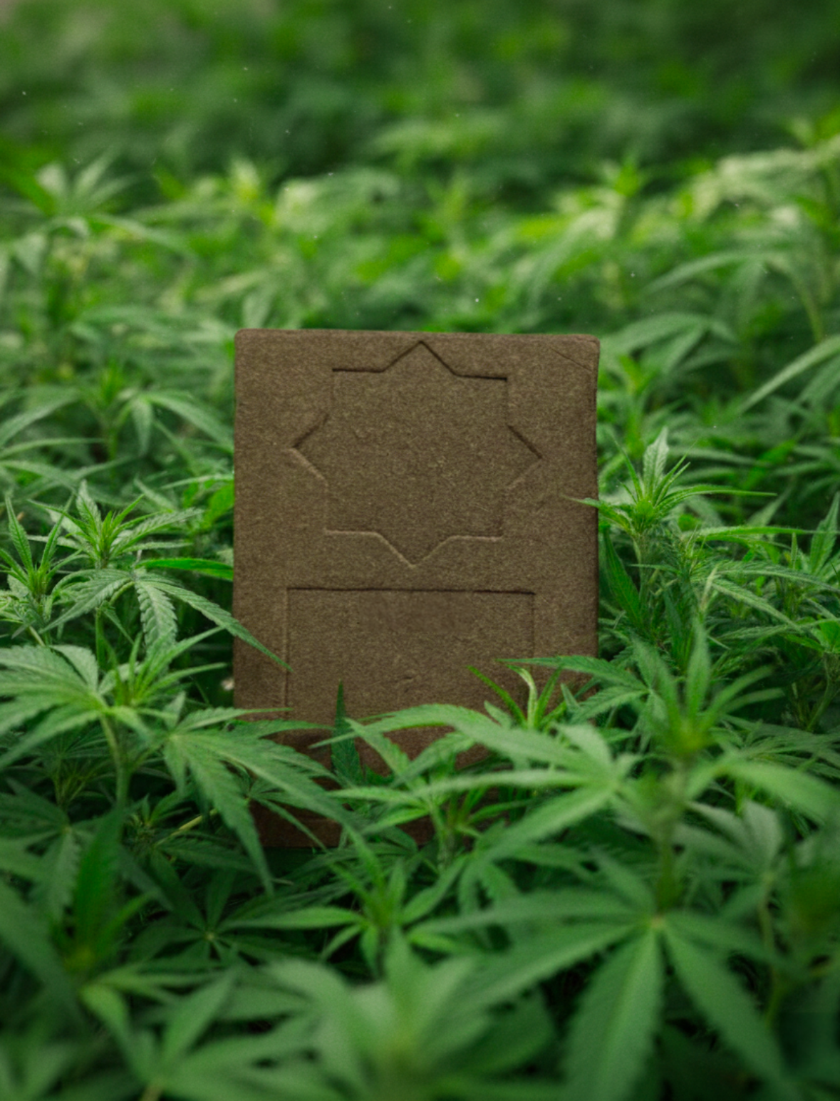 Hash CBD Jaune Maroc BELDI YELLOW – Résine bio pressée à froid