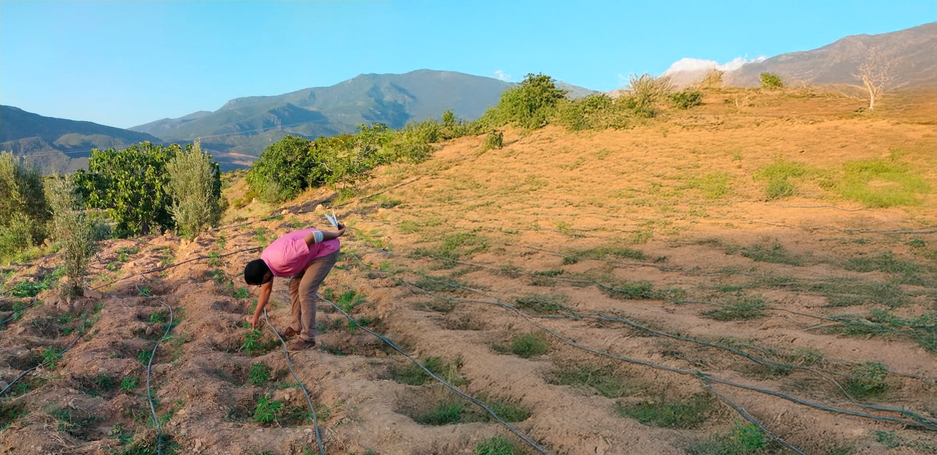 Photo d'un plan de culture de CBD dans les terres du Rif en début de pousse