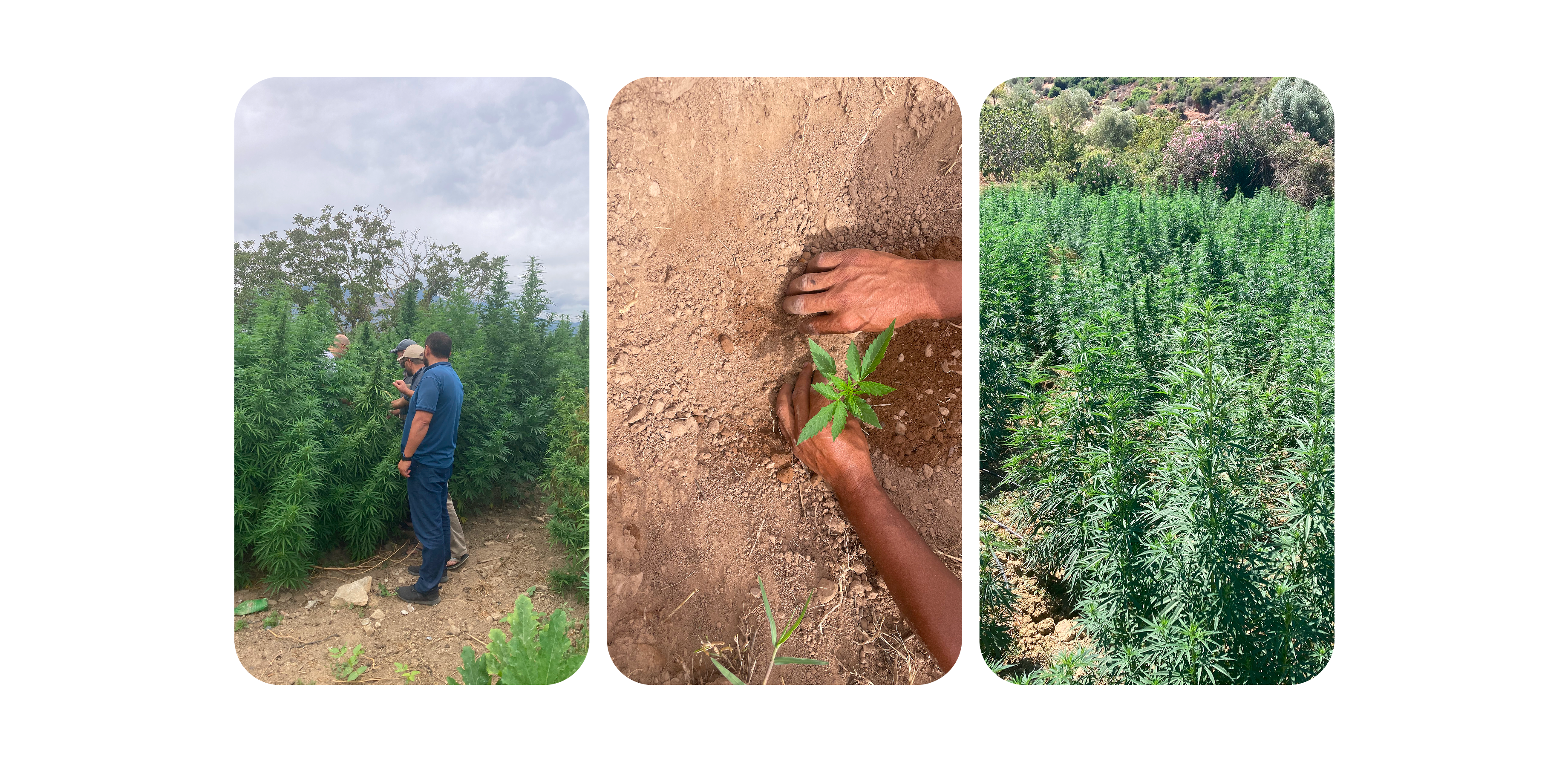 Photos de la culture de chanvre marocain illustrant le savoir-faire ancestral