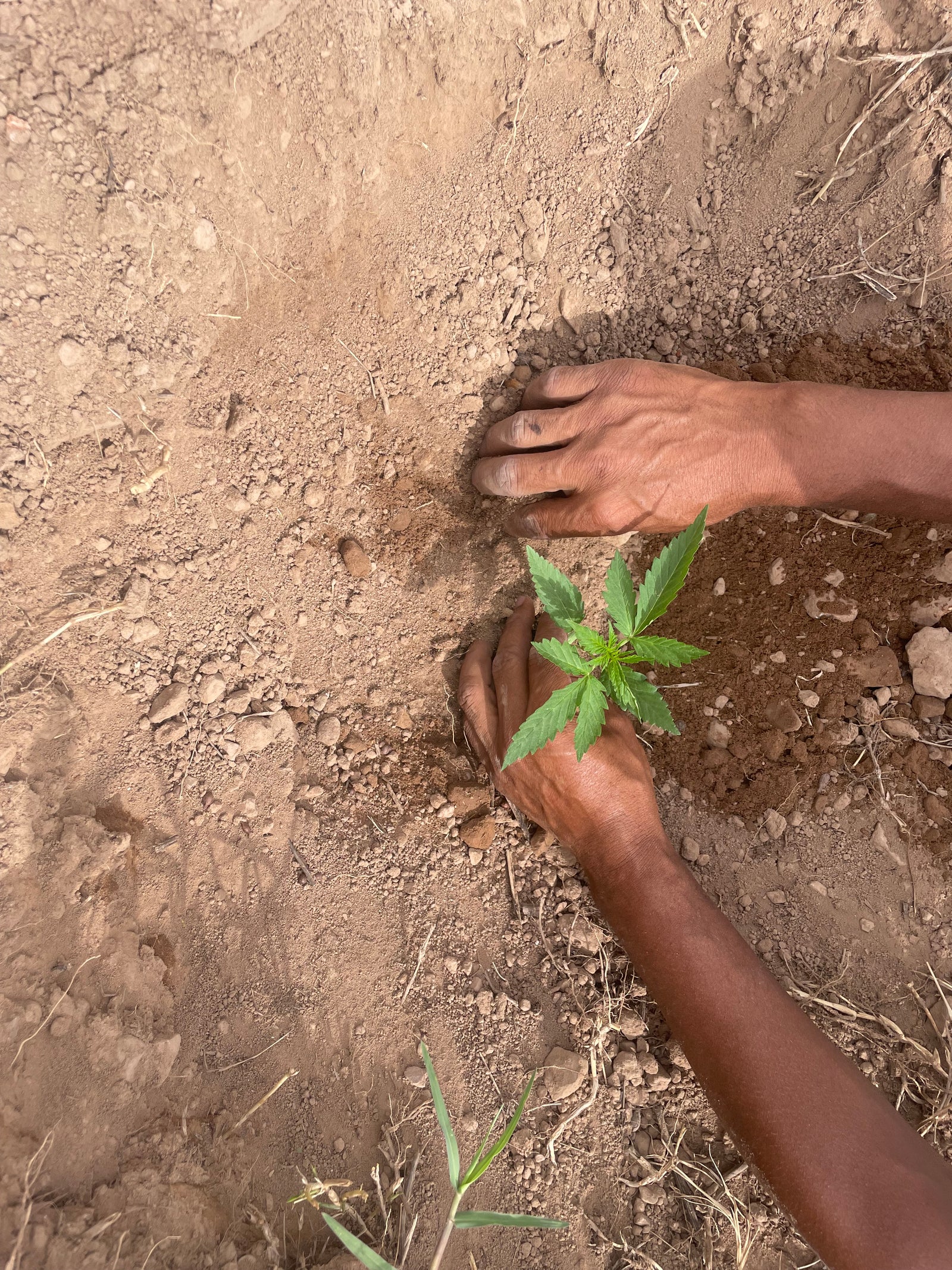 Photo de plantation par un agriculteur marocain reflétant l'héritage ancestral