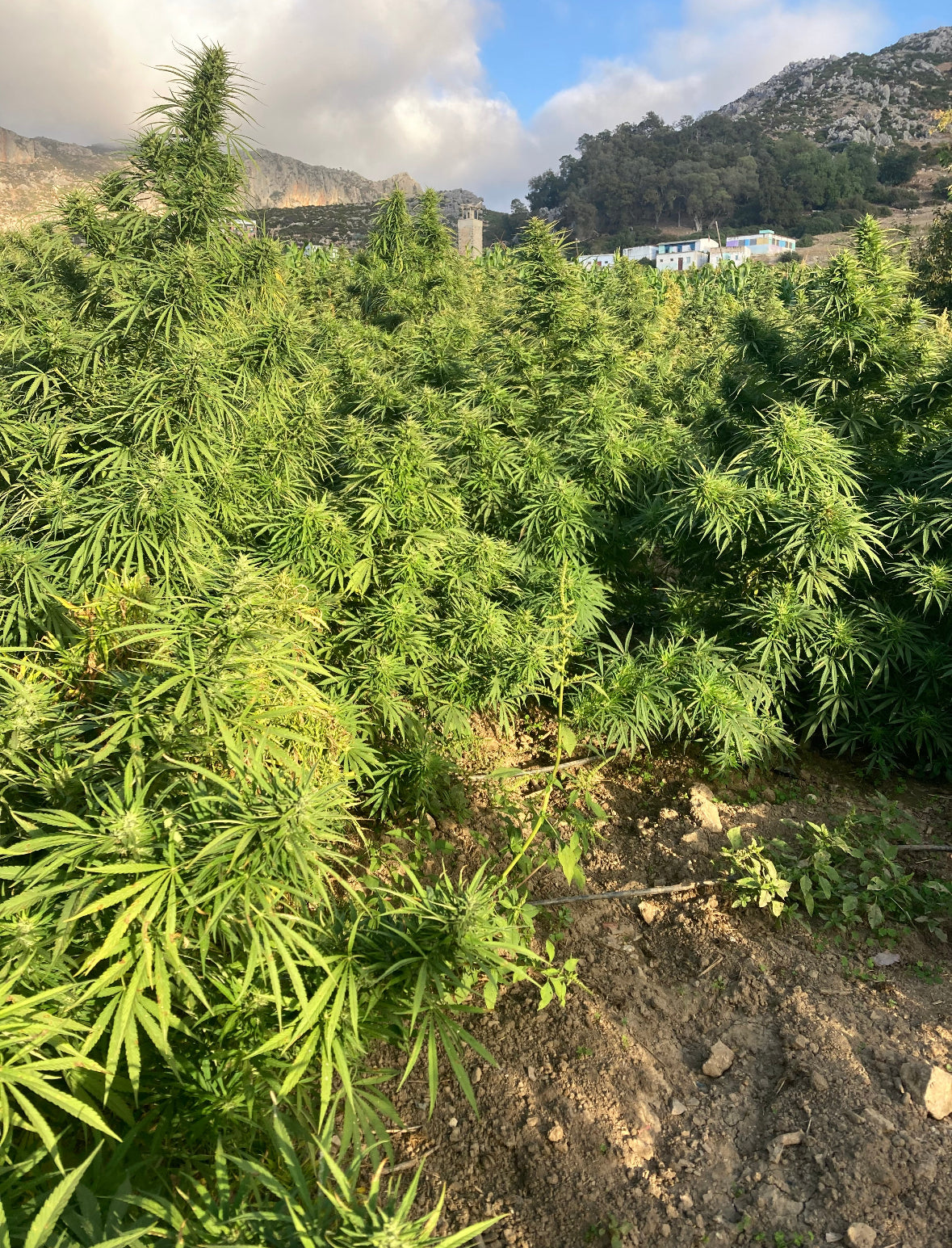 CASA BLANCA – L’Élite du Hash Marocain