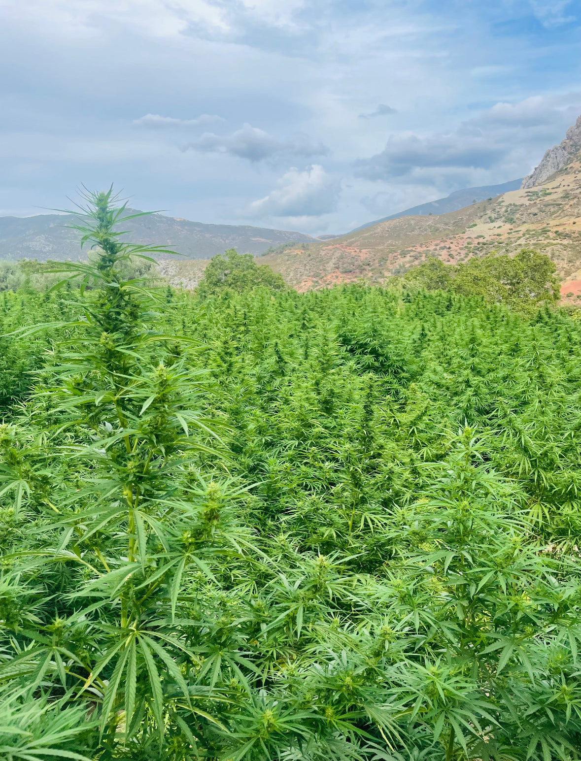 Gros plan sur une culture de Cannabis au Maroc