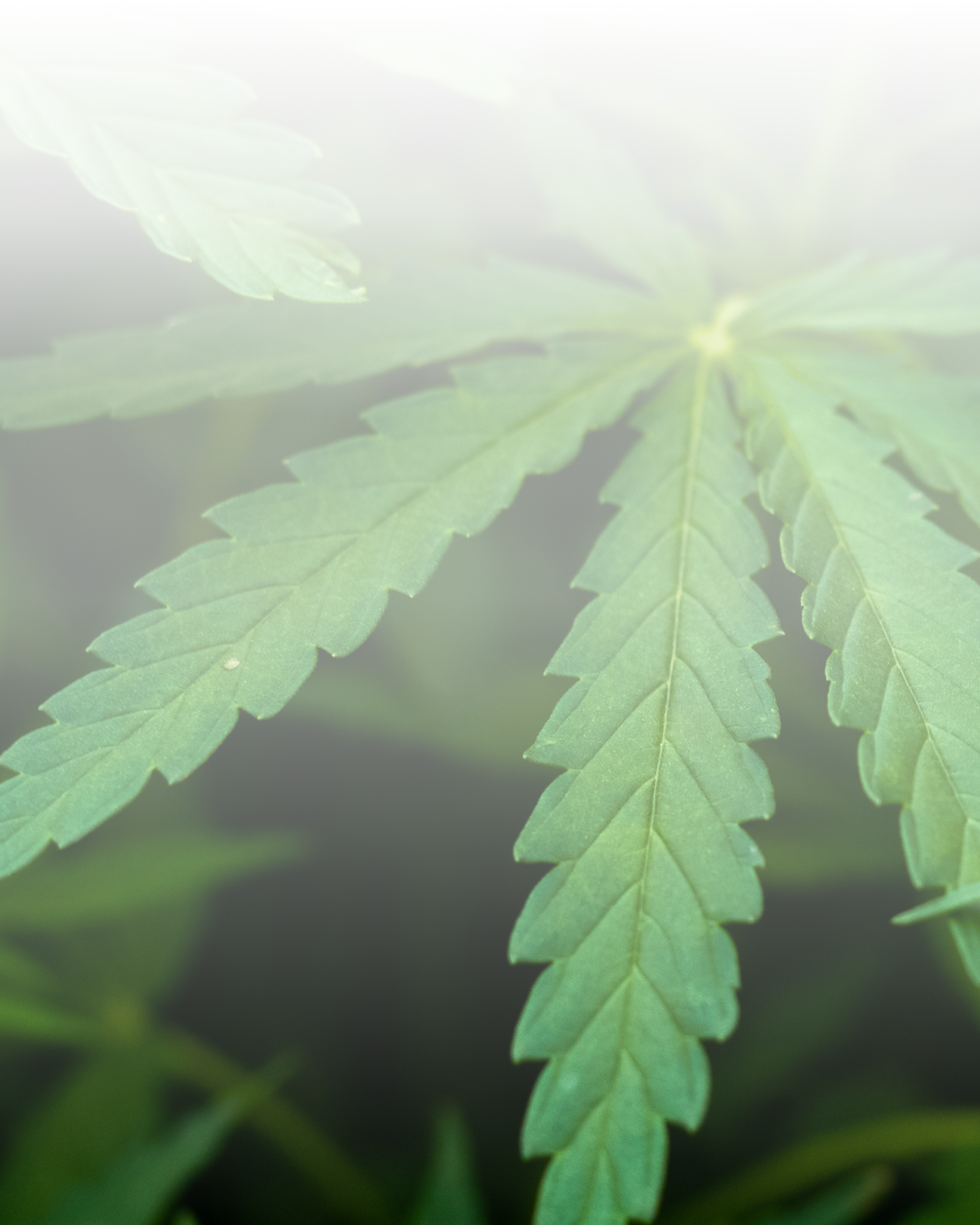 Feuille de CBD fraîche du Rif, source naturelle de produits premium Maroc